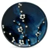Medium Plates^MIYA Company Namako Blossoms 7.75" Plate