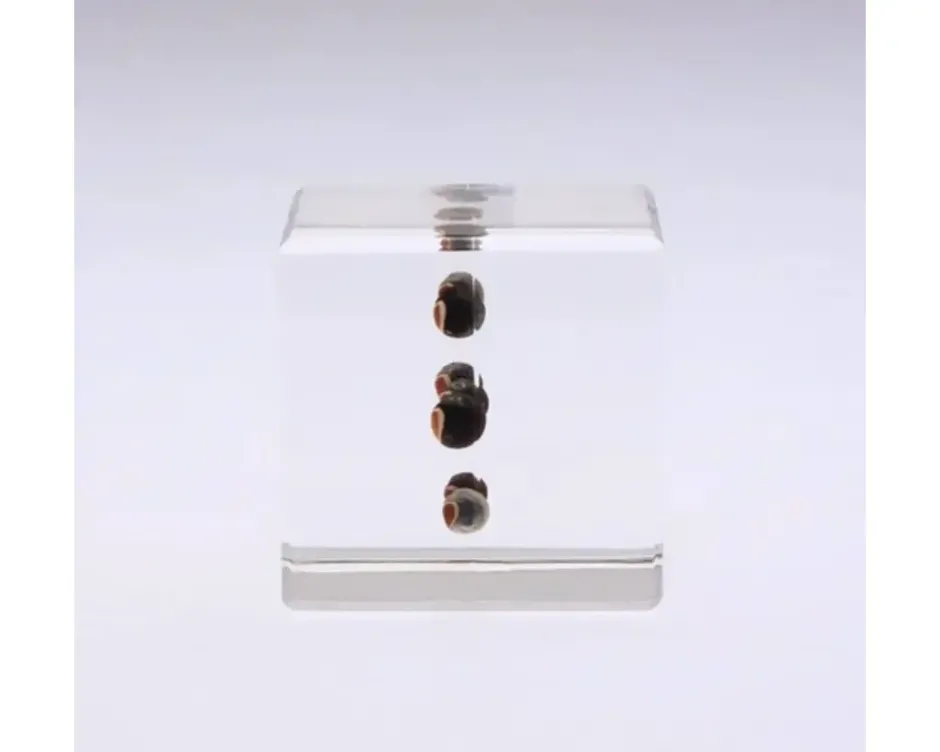 Desk Accessories^MIYA Company Sola Cube Balloon Plant