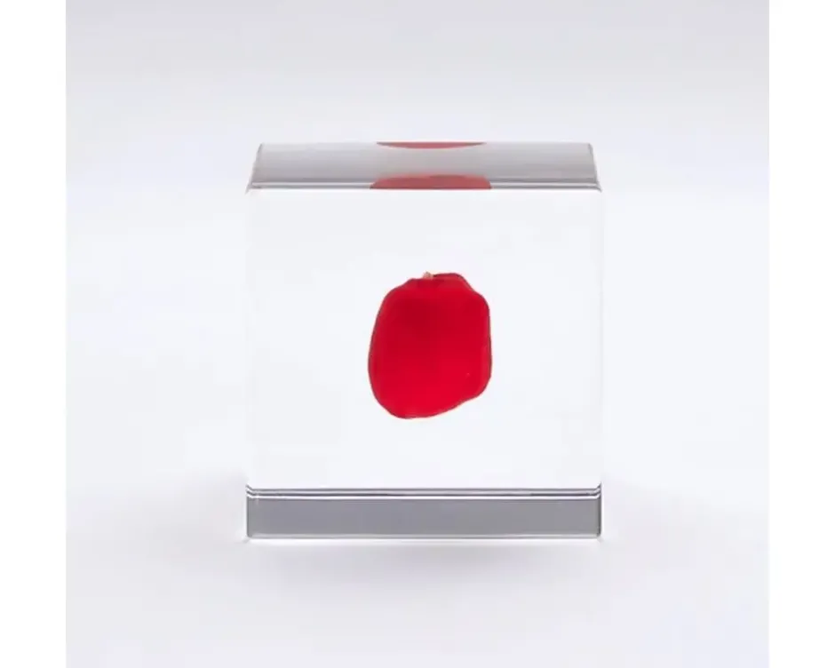 Desk Accessories^MIYA Company Sola Cube Huayruro Seed